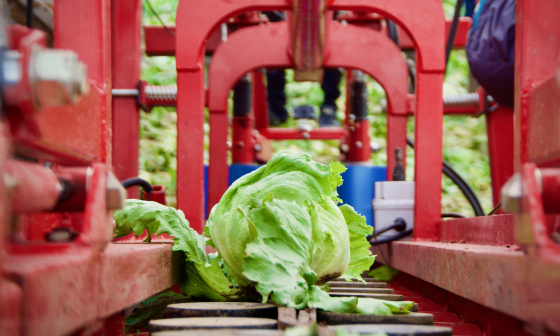 Solution robotique pour l'automatisation de la récolte des salades