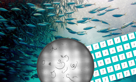 Le système de caméra minimise les risques sanitaires lors de l'ingestion de produits de la mer