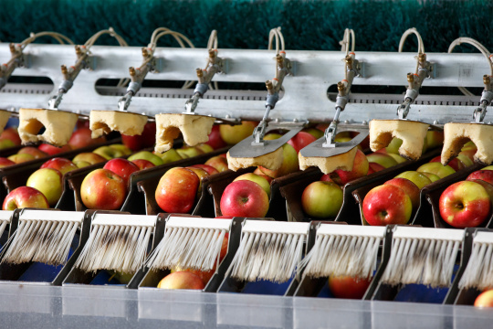 Les pommes sont nettoyées et triées dans une machine