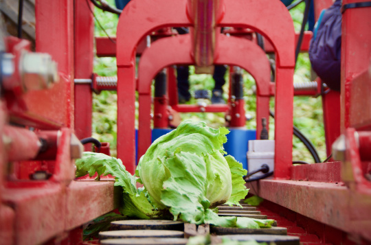 Solution robotique pour l'automatisation de la récolte des salades