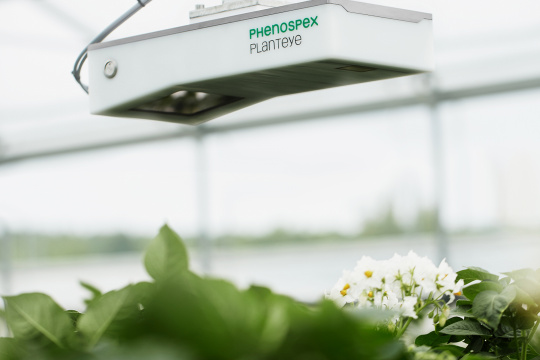 Les plantes d'une serre sont surveillées par une caméra