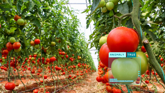 Solution de traitement d'images de l’agriculture intelligente pour la culture durable de tomates
