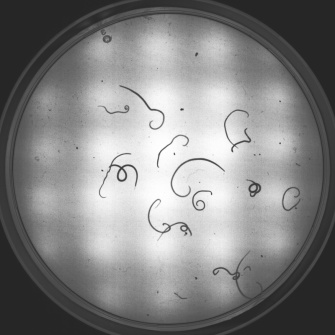 Larves de nématodes (Anisakis spp.) présentant une vitalité diverse dans un échantillon de tissu (lumière transmise (NIR)/boîte de Petri)