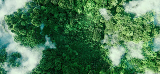 Forêt verte avec nuages vue du ciel.