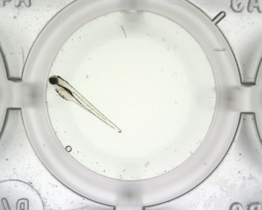 La position du cœur de la larve de poisson est déterminée par analyse des images acquises par une des caméras<br>du microscope à battements cardiaques