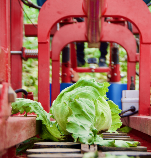Solution robotique pour l'automatisation de la récolte des salades