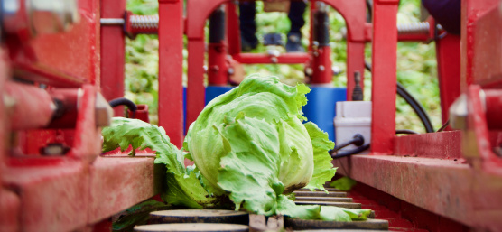 Solution robotique pour l'automatisation de la récolte des salades