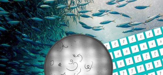 Le système de caméra minimise les risques sanitaires lors de l'ingestion de produits de la mer