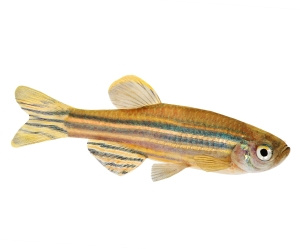Les embryons des poissons-zèbres sont prédestinés au rôle d’organisme modèle.