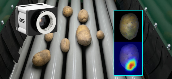 Une caméra IDS inspecte des pommes de terre sur un convoyeur à rouleaux