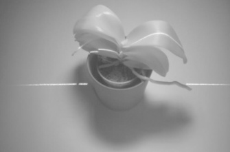 Image en noir et blanc d'une plante